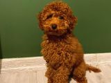 Sağlık Ve Irk Garantili Toy Poodle Yavrularımız