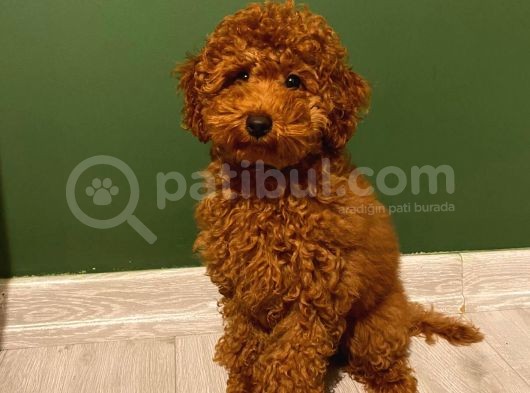 Sağlık Ve Irk Garantili Toy Poodle Yavrularımız görsel