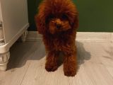 Sağlık Ve Irk Garantili Toy Poodle Yavrularımız