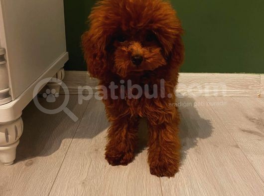 Sağlık Ve Irk Garantili Toy Poodle Yavrularımız görsel