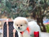 Safkan Pomeranian Boo Yavrularimiz