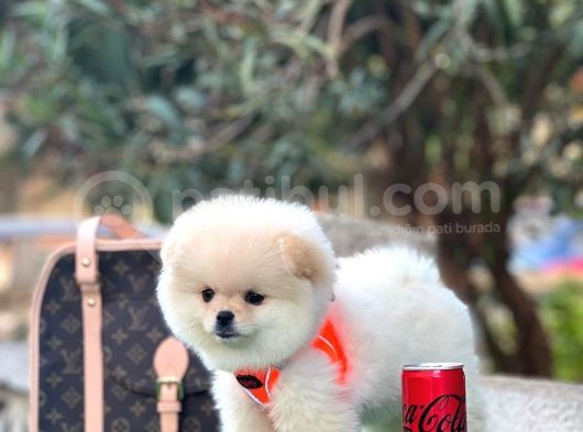 Safkan Pomeranian Boo Yavrularimiz görsel