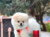 Safkan Pomeranian Boo Yavrularimiz