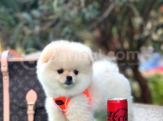 Safkan Pomeranian Boo Yavrularimiz görsel