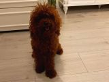 Sağlık Ve Irk Garantili Toy Poodle Yavrularımız
