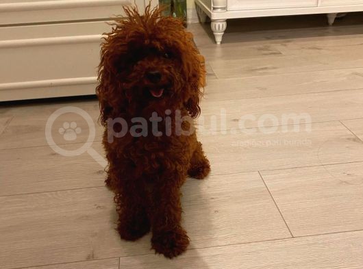 Sağlık Ve Irk Garantili Toy Poodle Yavrularımız görsel