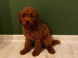 Sağlık Ve Irk Garantili Toy Poodle Yavrularımız