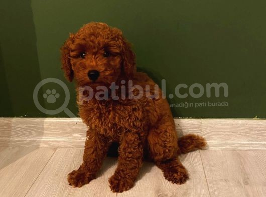 Sağlık Ve Irk Garantili Toy Poodle Yavrularımız görsel