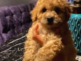 Sağlık Ve Irk Garantili Toy Poodle Yavrularımız