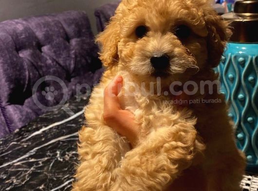 Sağlık Ve Irk Garantili Toy Poodle Yavrularımız görsel