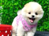 Dişi Ve Erkek Orijinal Pomeranian Boo Yavrularımız