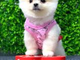 Dişi Ve Erkek Orijinal Pomeranian Boo Yavrularımız