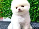 Dişi Ve Erkek Orijinal Pomeranian Boo Yavrularımız