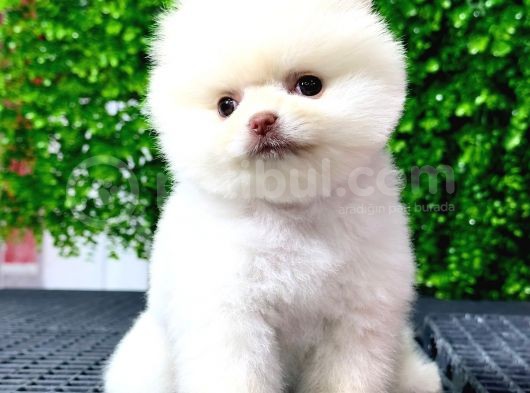 Dişi Ve Erkek Orijinal Pomeranian Boo Yavrularımız