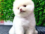 Dişi Ve Erkek Orijinal Pomeranian Boo Yavrularımız