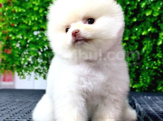 Dişi Ve Erkek Orijinal Pomeranian Boo Yavrularımız görsel