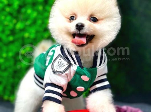 Dişi Ve Erkek Orijinal Pomeranian Boo Yavrularımız görsel