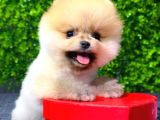 Dişi Ve Erkek Orijinal Pomeranian Boo Yavrularımız