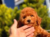 Üç Adet Erkek Toypoodle Yavrumuz
