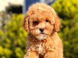 Üç Adet Erkek Toypoodle Yavrumuz