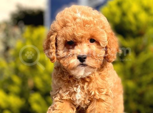 Üç Adet Erkek Toypoodle Yavrumuz görsel