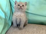 Çok Nadi̇r Li̇lac Di̇şi̇ Ve Erkek Bri̇ti̇sh Shorthai̇r