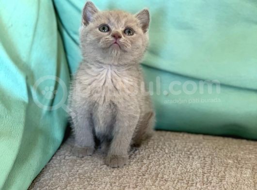 Çok Nadi̇r Li̇lac Di̇şi̇ Ve Erkek Bri̇ti̇sh Shorthai̇r görsel