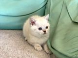 Mavi̇ Göz Di̇şi̇ Lynx Poi̇nt Bri̇ti̇sh Shorthai̇r