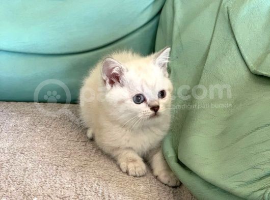 Mavi̇ Göz Di̇şi̇ Lynx Poi̇nt Bri̇ti̇sh Shorthai̇r görsel