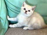Mavi̇ Göz Di̇şi̇ Lynx Poi̇nt Bri̇ti̇sh Shorthai̇r