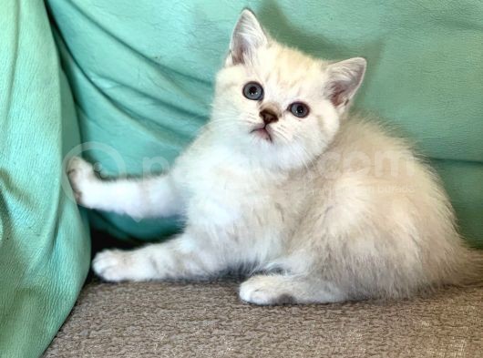 Mavi̇ Göz Di̇şi̇ Lynx Poi̇nt Bri̇ti̇sh Shorthai̇r