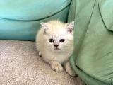 Mavi̇ Göz Di̇şi̇ Lynx Poi̇nt Bri̇ti̇sh Shorthai̇r
