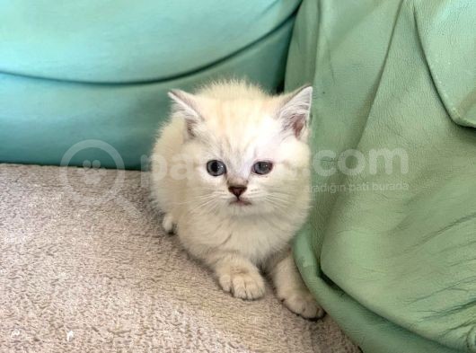Mavi̇ Göz Di̇şi̇ Lynx Poi̇nt Bri̇ti̇sh Shorthai̇r görsel