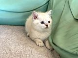 Mavi̇ Göz Di̇şi̇ Lynx Poi̇nt Bri̇ti̇sh Shorthai̇r
