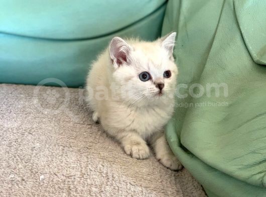 Mavi̇ Göz Di̇şi̇ Lynx Poi̇nt Bri̇ti̇sh Shorthai̇r görsel