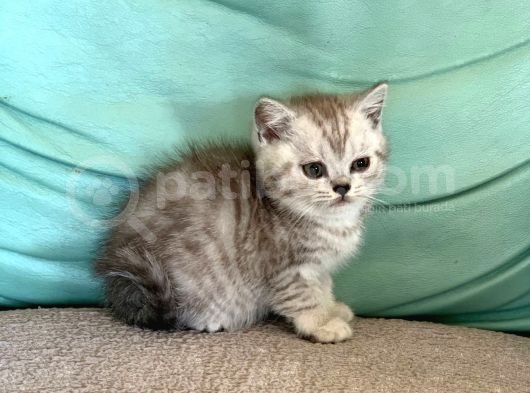 Si̇lver Di̇şi̇ Bri̇ti̇sh Shorthai̇r görsel