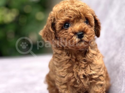 Sağlik Garanti̇li̇ Toy Poodle Bebekler