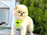 Safkan Pomeranian Boo