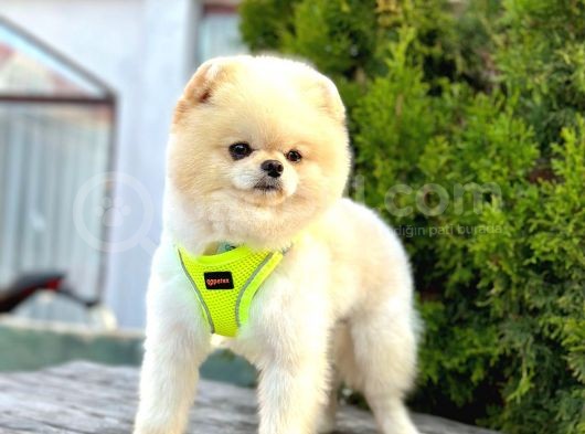Safkan Pomeranian Boo görsel
