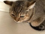 Aci̇l Ücretsi̇z British Shorthair 6.5 Aylık Golden Erkek