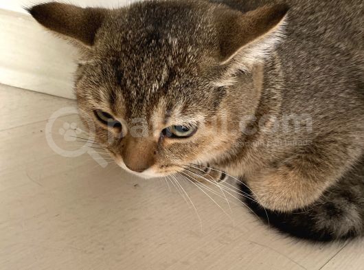 Aci̇l Ücretsi̇z British Shorthair 6.5 Aylık Golden Erkek görsel
