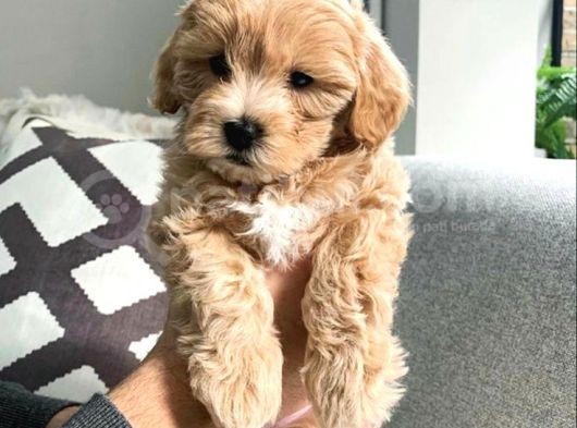 Mi̇ni̇ Malti̇poo Bebekler görsel