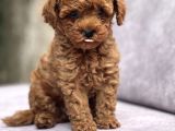 Sağlik Garanti̇li̇ Toy Poodle Bebekler