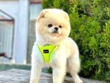 Safkan Pomeranian Boo