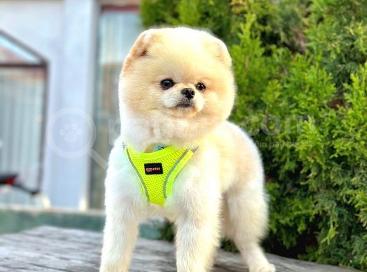 Safkan Pomeranian Boo görsel