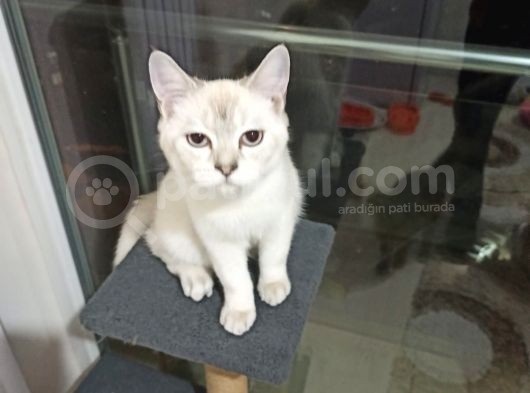 Aci̇l Ücretsi̇z British Shorthair Blue Point 6.5 Aylık Erkek