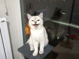 Aci̇l Ücretsi̇z British Shorthair Blue Point 6.5 Aylık Erkek