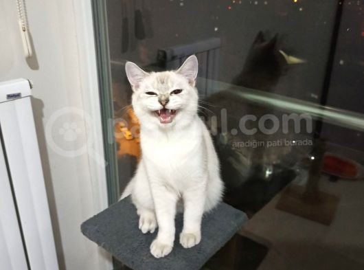Aci̇l Ücretsi̇z British Shorthair Blue Point 6.5 Aylık Erkek görsel