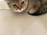 ACİL ÜCRETSİZ British Shorthair 6.5 Aylık Golden Erkek