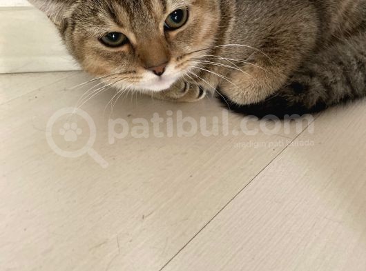 Aci̇l Ücretsi̇z British Shorthair 6.5 Aylık Golden Erkek